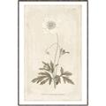 Picture of Flower Sketch I _GroupedProduct_Rectangle_Portrait_Canvas_Framed_