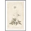 Picture of Flower Sketch I _GroupedProduct_Rectangle_Portrait_Canvas_Framed_