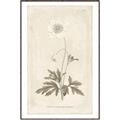Picture of Flower Sketch I _GroupedProduct_Rectangle_Portrait_Canvas_Framed_
