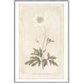 Picture of Flower Sketch I _GroupedProduct_Rectangle_Portrait_Canvas_Framed_