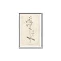 Picture of Flower Sketch II _GroupedProduct_Rectangle_Portrait_Canvas_Framed_