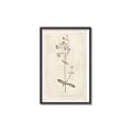 Picture of Flower Sketch II _GroupedProduct_Rectangle_Portrait_Canvas_Framed_
