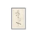 Picture of Flower Sketch II _GroupedProduct_Rectangle_Portrait_Canvas_Framed_