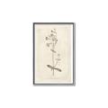 Picture of Flower Sketch II _GroupedProduct_Rectangle_Portrait_Canvas_Framed_