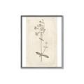 Picture of Flower Sketch II _GroupedProduct_Rectangle_Portrait_Canvas_Framed_