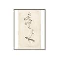Picture of Flower Sketch II _GroupedProduct_Rectangle_Portrait_Canvas_Framed_