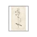 Picture of Flower Sketch II _GroupedProduct_Rectangle_Portrait_Canvas_Framed_