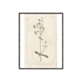 Picture of Flower Sketch II _GroupedProduct_Rectangle_Portrait_Canvas_Framed_