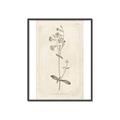 Picture of Flower Sketch II _GroupedProduct_Rectangle_Portrait_Canvas_Framed_