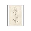 Picture of Flower Sketch II _GroupedProduct_Rectangle_Portrait_Canvas_Framed_