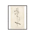 Picture of Flower Sketch II _GroupedProduct_Rectangle_Portrait_Canvas_Framed_