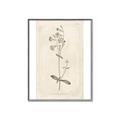 Picture of Flower Sketch II _GroupedProduct_Rectangle_Portrait_Canvas_Framed_