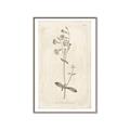 Picture of Flower Sketch II _GroupedProduct_Rectangle_Portrait_Canvas_Framed_