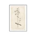 Picture of Flower Sketch II _GroupedProduct_Rectangle_Portrait_Canvas_Framed_
