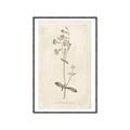 Picture of Flower Sketch II _GroupedProduct_Rectangle_Portrait_Canvas_Framed_