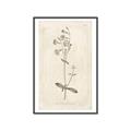 Picture of Flower Sketch II _GroupedProduct_Rectangle_Portrait_Canvas_Framed_