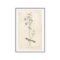 Picture of Flower Sketch II _GroupedProduct_Rectangle_Portrait_Canvas_Framed_