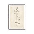 Picture of Flower Sketch II _GroupedProduct_Rectangle_Portrait_Canvas_Framed_