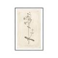 Picture of Flower Sketch II _GroupedProduct_Rectangle_Portrait_Canvas_Framed_