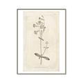 Picture of Flower Sketch II _GroupedProduct_Rectangle_Portrait_Canvas_Framed_