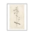 Picture of Flower Sketch II _GroupedProduct_Rectangle_Portrait_Canvas_Framed_