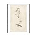 Picture of Flower Sketch II _GroupedProduct_Rectangle_Portrait_Canvas_Framed_