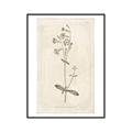 Picture of Flower Sketch II _GroupedProduct_Rectangle_Portrait_Canvas_Framed_