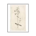 Picture of Flower Sketch II _GroupedProduct_Rectangle_Portrait_Canvas_Framed_