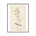 Picture of Flower Sketch II _GroupedProduct_Rectangle_Portrait_Canvas_Framed_