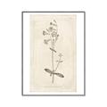 Picture of Flower Sketch II _GroupedProduct_Rectangle_Portrait_Canvas_Framed_