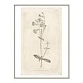 Picture of Flower Sketch II _GroupedProduct_Rectangle_Portrait_Canvas_Framed_