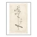 Picture of Flower Sketch II _GroupedProduct_Rectangle_Portrait_Canvas_Framed_