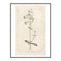 Picture of Flower Sketch II _GroupedProduct_Rectangle_Portrait_Canvas_Framed_