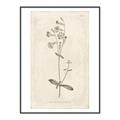 Picture of Flower Sketch II _GroupedProduct_Rectangle_Portrait_Canvas_Framed_