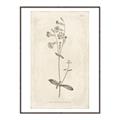 Picture of Flower Sketch II _GroupedProduct_Rectangle_Portrait_Canvas_Framed_