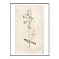 Picture of Flower Sketch II _GroupedProduct_Rectangle_Portrait_Canvas_Framed_
