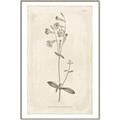 Picture of Flower Sketch II _GroupedProduct_Rectangle_Portrait_Canvas_Framed_