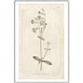 Picture of Flower Sketch II _GroupedProduct_Rectangle_Portrait_Canvas_Framed_