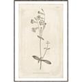 Picture of Flower Sketch II _GroupedProduct_Rectangle_Portrait_Canvas_Framed_