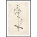 Picture of Flower Sketch II _GroupedProduct_Rectangle_Portrait_Canvas_Framed_