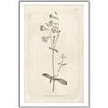Picture of Flower Sketch II _GroupedProduct_Rectangle_Portrait_Canvas_Framed_
