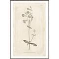 Picture of Flower Sketch II _GroupedProduct_Rectangle_Portrait_Canvas_Framed_