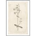 Picture of Flower Sketch II _GroupedProduct_Rectangle_Portrait_Canvas_Framed_