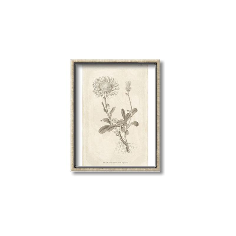Picture of Flower Sketch III _GroupedProduct_Rectangle_Portrait_Canvas_Framed_