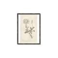 Picture of Flower Sketch III _GroupedProduct_Rectangle_Portrait_Canvas_Framed_