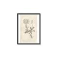 Picture of Flower Sketch III _GroupedProduct_Rectangle_Portrait_Canvas_Framed_