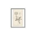 Picture of Flower Sketch III _GroupedProduct_Rectangle_Portrait_Canvas_Framed_
