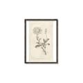 Picture of Flower Sketch III _GroupedProduct_Rectangle_Portrait_Canvas_Framed_