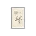 Picture of Flower Sketch III _GroupedProduct_Rectangle_Portrait_Canvas_Framed_