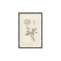 Picture of Flower Sketch III _GroupedProduct_Rectangle_Portrait_Canvas_Framed_